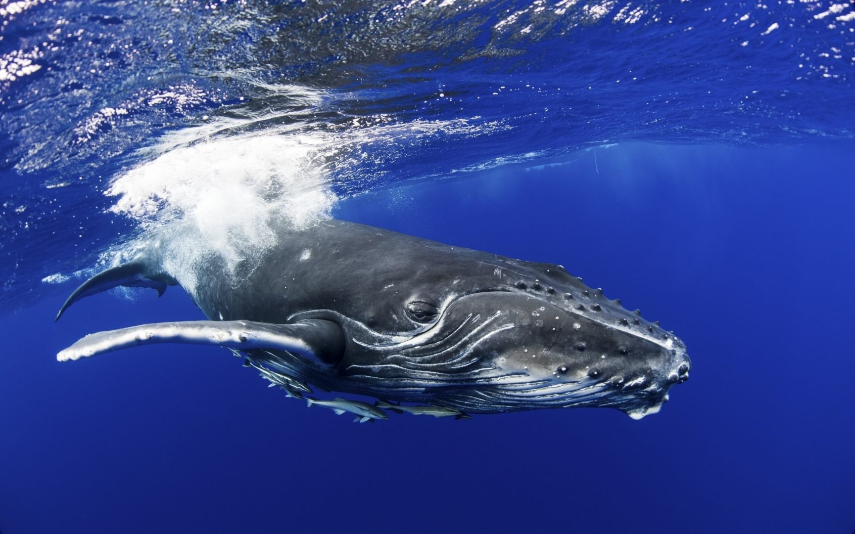 охота на горбатого кита