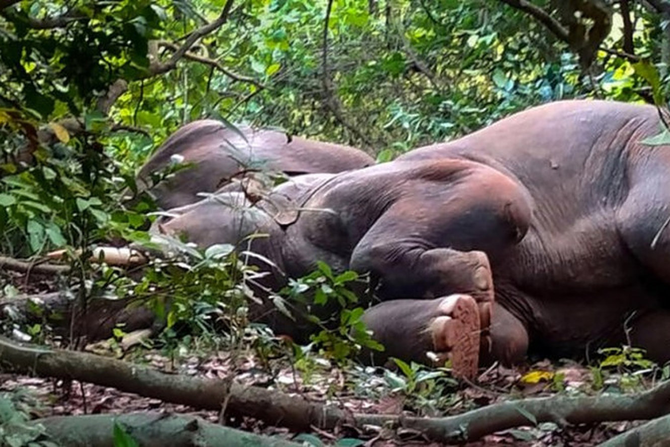 20 слонов напились в джунглях Индии. Их пришлось будить защитникам природы!