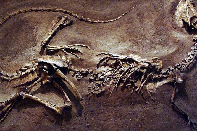 Как на самом деле выглядел дилофозавр из «Юрского периода»