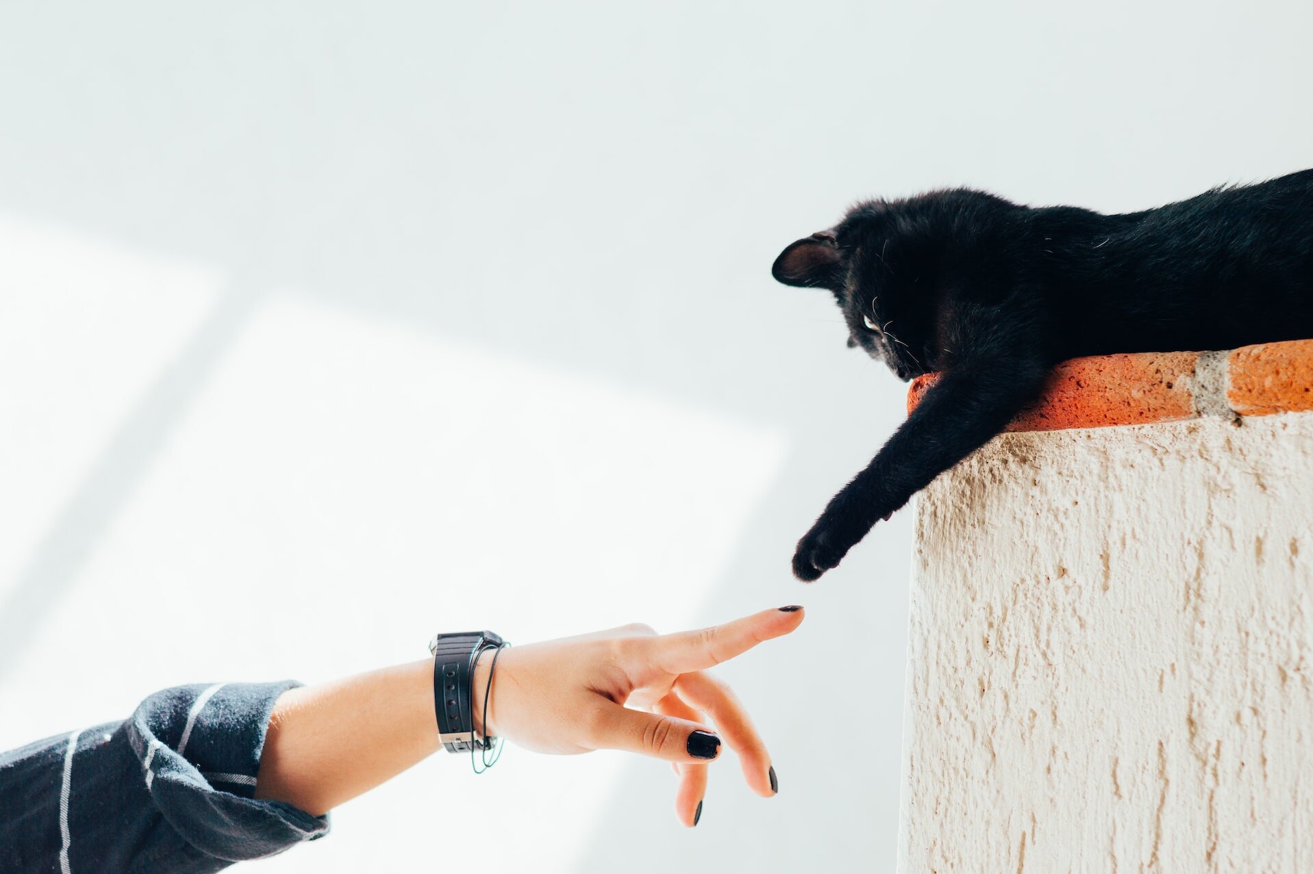 Почему мы так любим кошек: причины, из-за которых их невозможно не любить