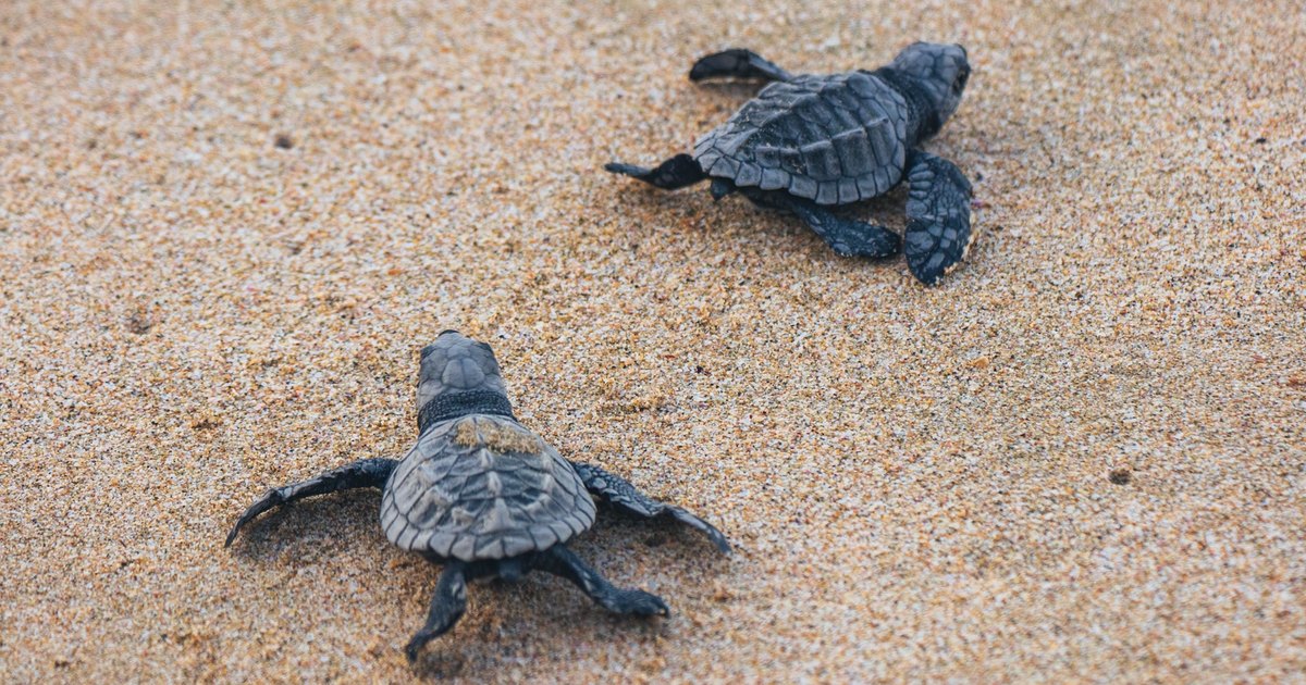 На берегах Британии появилось много "брошенных" черепах. Вот в чем дело