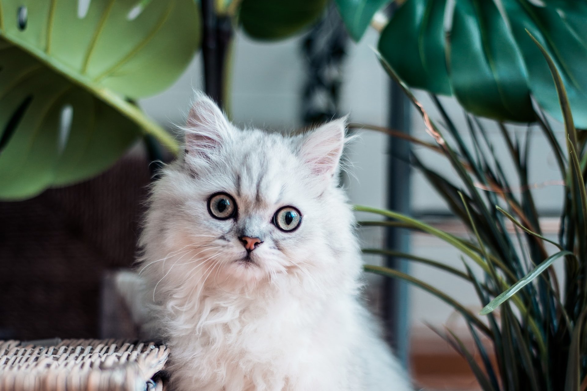 Нетоксичные комнатные растения, которые безопасны для кошек