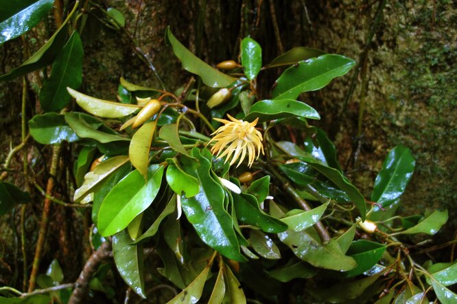 Кора этого дерева вылечит не хуже таблеток: ученые выяснили, как оно работает