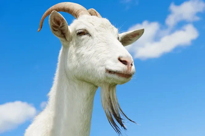 Какое животное самое умное в мире? Спойлер: это не слон и не дельфин