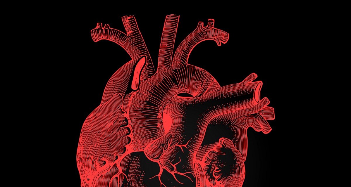 Зачем на человеческом сердце нужны специальные  трабекулы