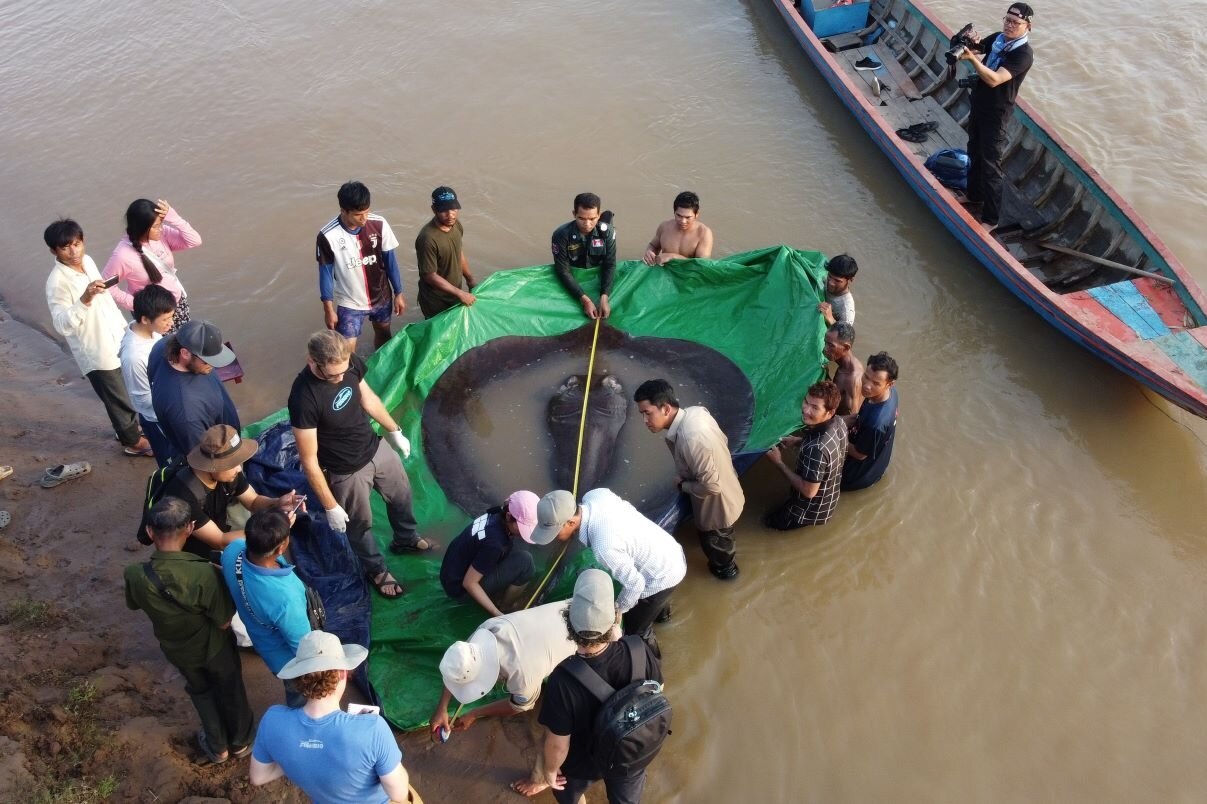 В Камбодже поймали самую большую в истории пресноводную рыбу: это скат весом 300 кг
