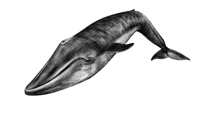 Пятидесятидвухгерцевый кит – такое замысловатое название носит особь неизвестного кита, пение которого отслеживается в разных частях океана с 1980-х годов. Кит поёт на частоте 52 Гц, гораздо более высокой, чем у синего кита (15-20 Гц) или финвала (20 Гц). До сих пор неизвестно, что за кит издаёт звуки на такой частоте, но ясно одно – он абсолютно уникален в своей особенности и потому одинок. Его просто не слышат другие киты.