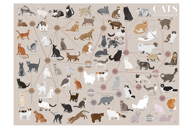 Все породы кошек на одной картинке: найдите своего питомца