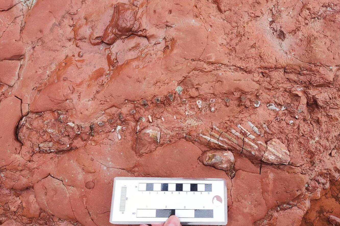 В Канаде найдена окаменелость неизвестного животного, жившего за 50 миллионов лет до динозавров