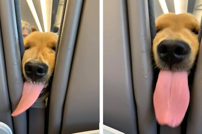 Посмотрите, как милый щенок провел свой первый полет на самолете. Он рассмешил весь салон!