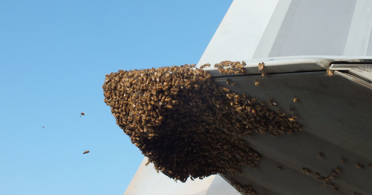 Как пчелы чуть не вывели из строя самый дорогой истребитель в мире: насекомые против армии США
