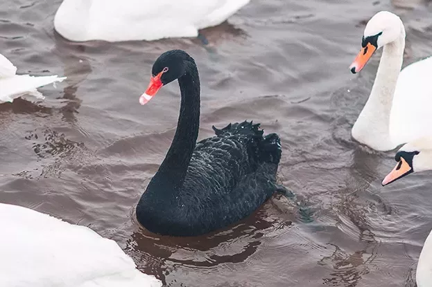 Из-за птичьего гриппа редкие черные лебеди могут исчезнуть с лица Земли