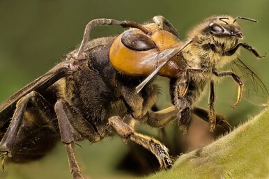 Жуткие насекомые, из-за которых вы больше не захотите в Японию