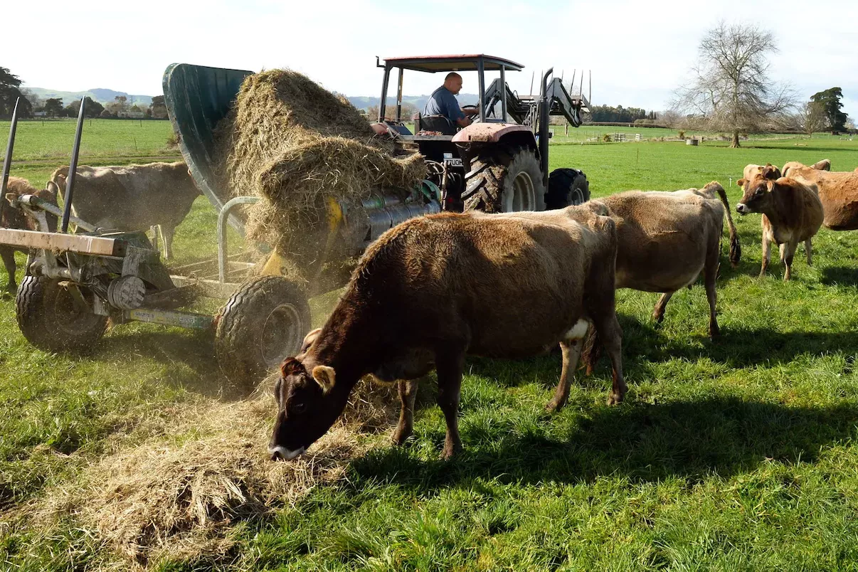 Фермеров обяжут платить налог за кишечные газы овец, коров и коз