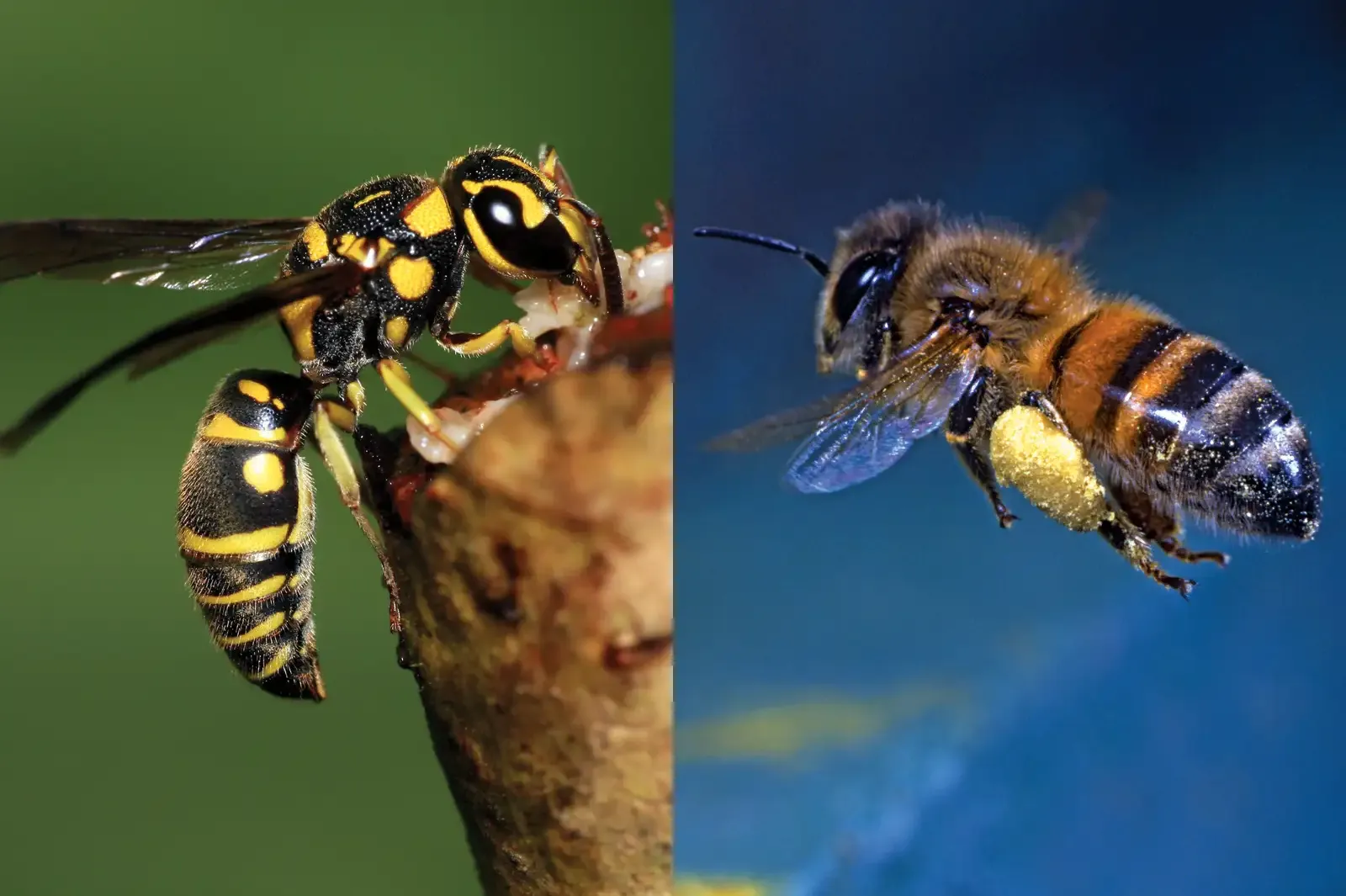 Пчелы и осы: в чем их отличия и кого стоит опасаться на природе