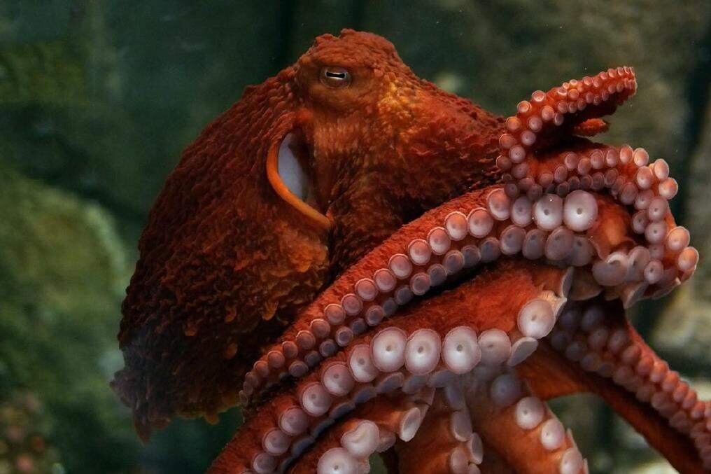 Если нас не станет: какие виды займут место человечества