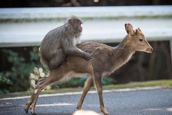 Зачем макаки пытаются спариться с оленями и почему это совершенно нормально