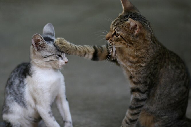 Исследование: кошки запоминают не только свои клички, но и клички других кошек