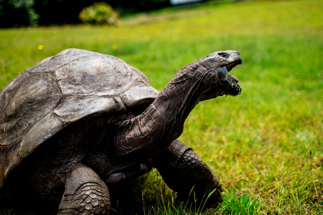 190-летняя черепаха Джонатан считается самой старой черепахой в мире