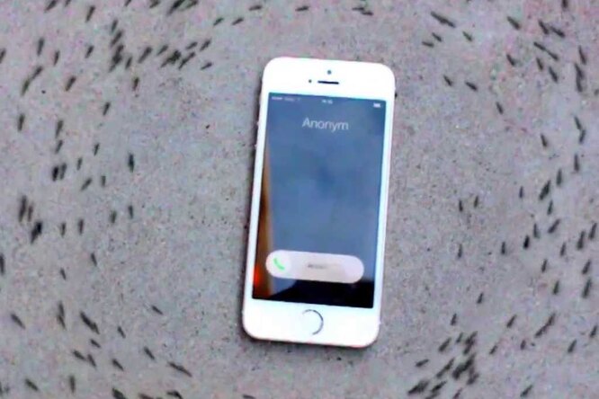 Почему муравьи маршируют вокруг iPhone Почему муравьи маршируют вокруг iPhone