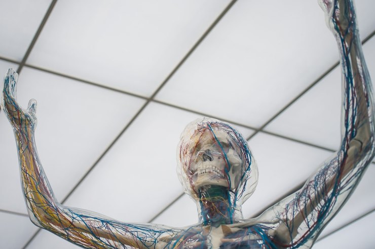 Вы удивитесь тому, что делает ваша вегетативная нервная система! Новое исследование IMG19