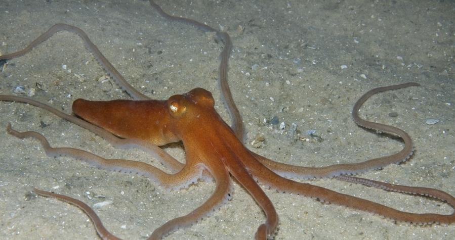 Octopus kaurna &mdash морской архитектор: как осьминог строит себе дом