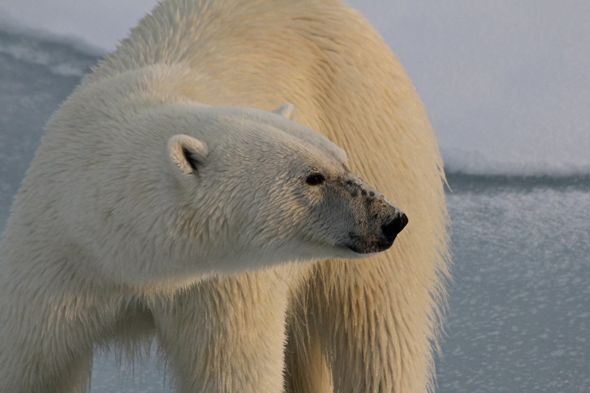На Аляске произошло первое смертельное нападение белого медведя за 30 лет. Погибли мать и сын