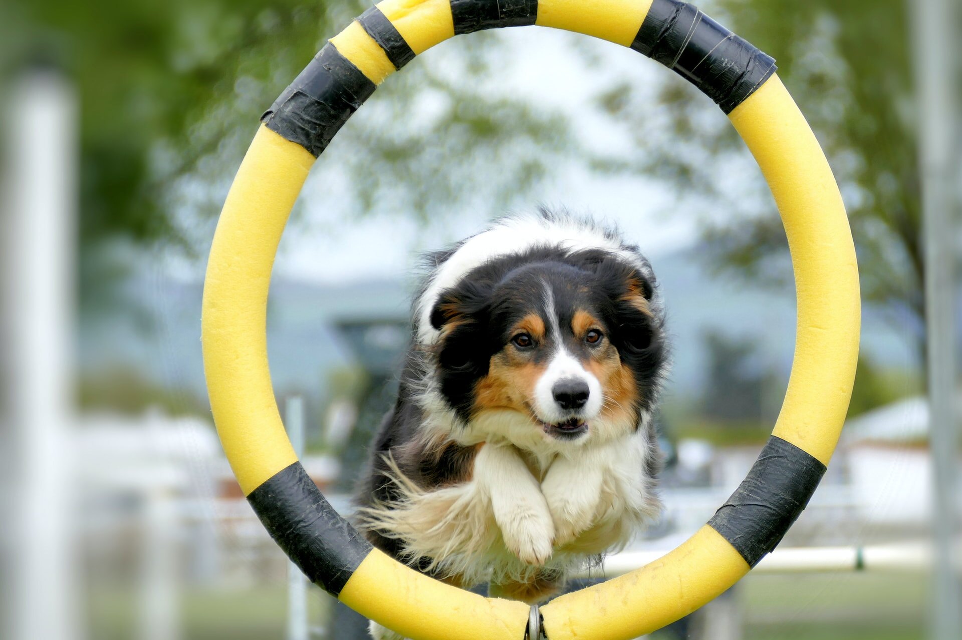 Ученые считают, что повышенная игривость - признак одаренной собаки