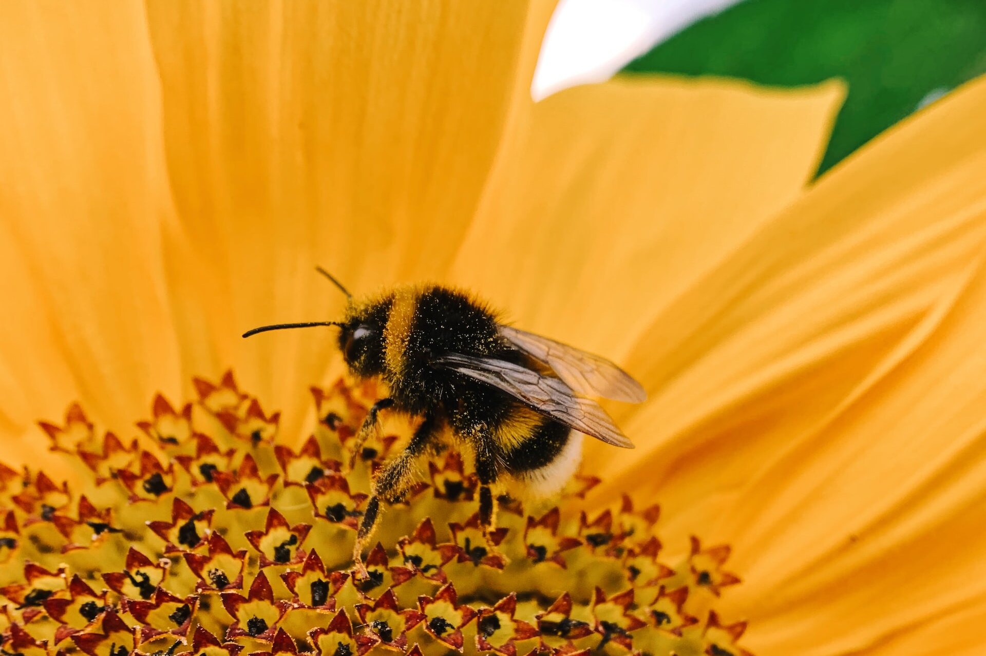 Ученые пытаются разгадать загадку сокращения продолжительности жизни пчел