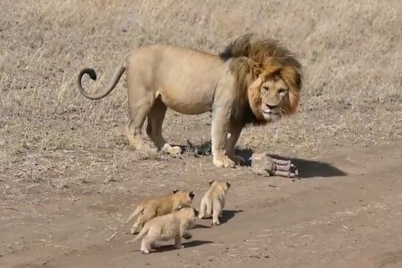 Посмотрите на папу-льва, который не горит желанием заниматься воспитанием своих детенышей