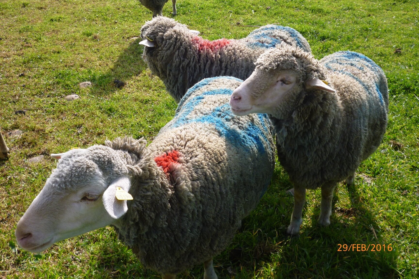 Овцы регулярно меняют своих лидеров в зависимости от цели стада