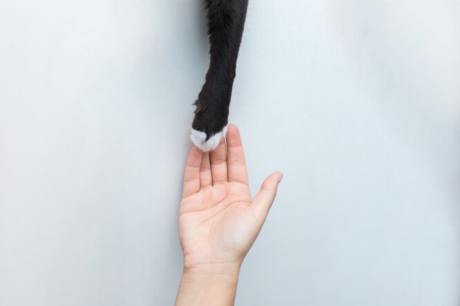 Почему кошки всегда кладут лапку поверх руки человека: игры с питомцем