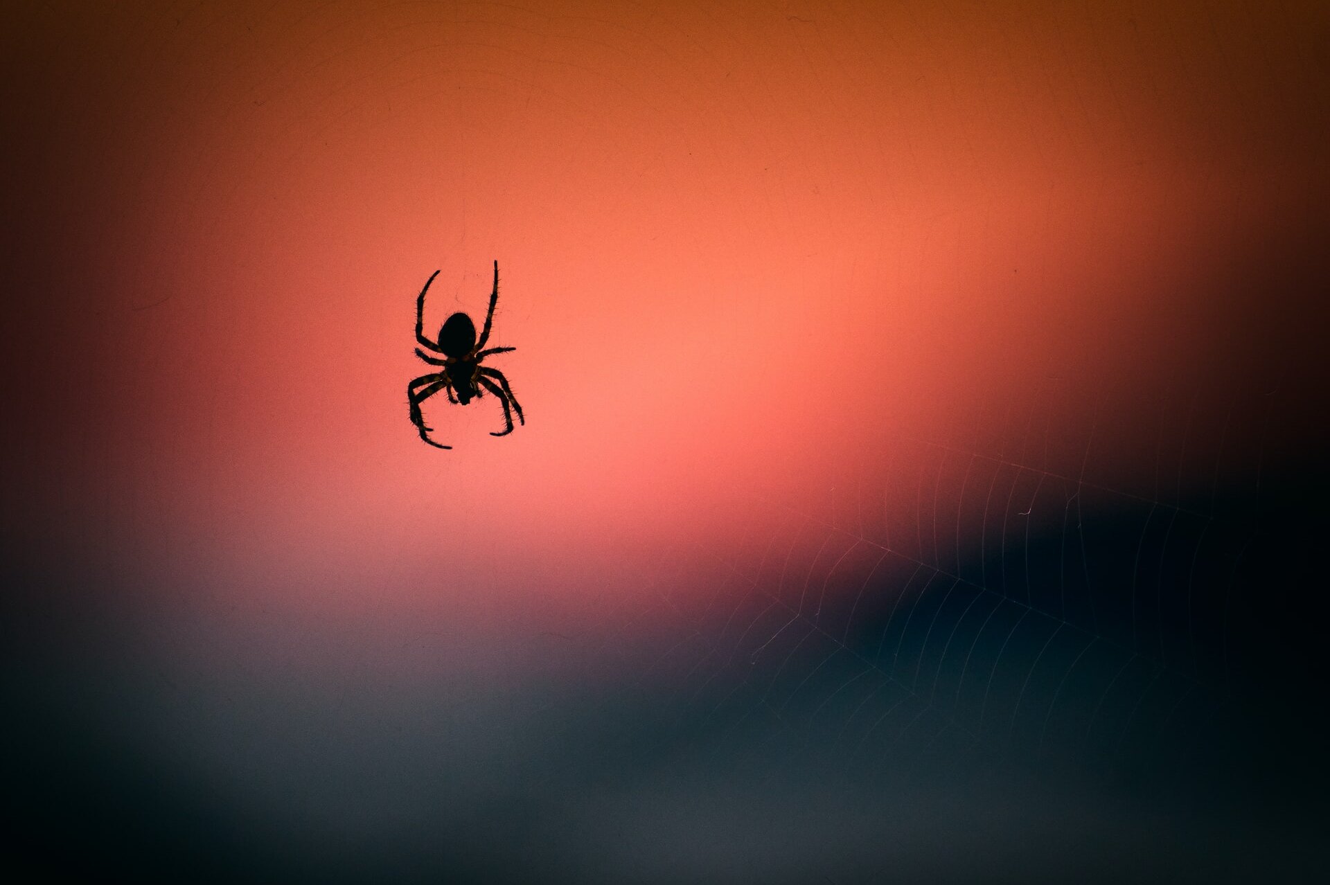 Почему мы так боимся пауков: вот почему возникает эта фобия