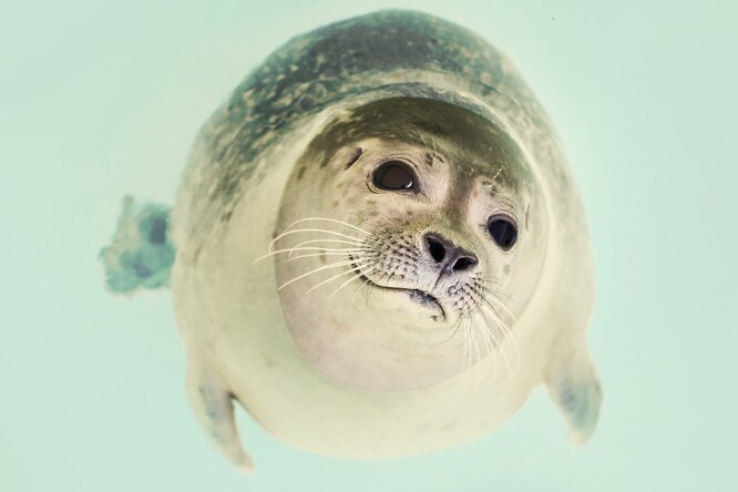 Зачем панды притворяются беременными, какой живой организм больше кита и другие удивительные факты о природе