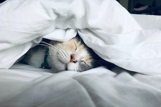 Ни шевельнуться, ни вздохнуть: 5 причин, из-за которых кошки спят рядом с хозяевами