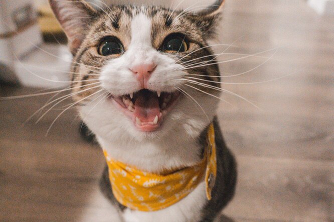 Почему коты впадают в безумие после похода в туалет: мяукают и бегают по дому. Ответ не так очевиден!