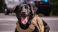Тайная жизнь полицейской собаки: от опаснейших облав до поедания пончиков