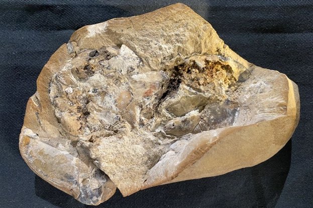Найдено древнейшее окаменелое сердце в исключительной сохранности  ему 380 000 000 лет