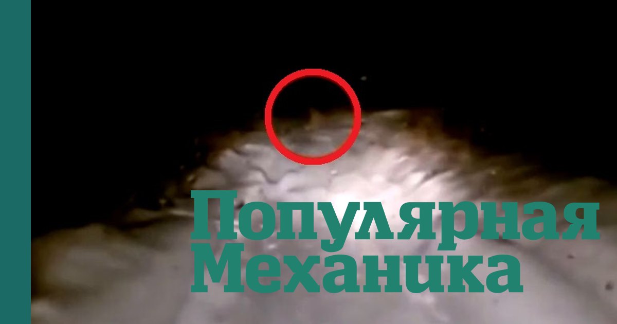 Загадочное существо из башкирского леса: что именно попало на видео?