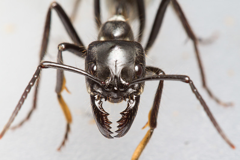10 фантастических видов муравьев