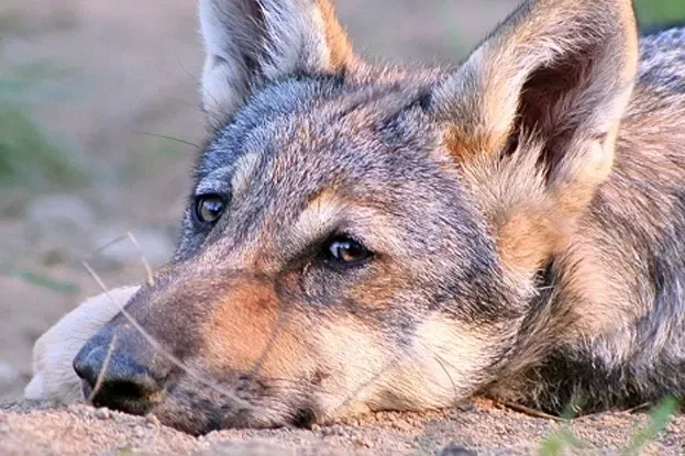 Ученые доказали, что волки привязываются к людям так же, как собаки