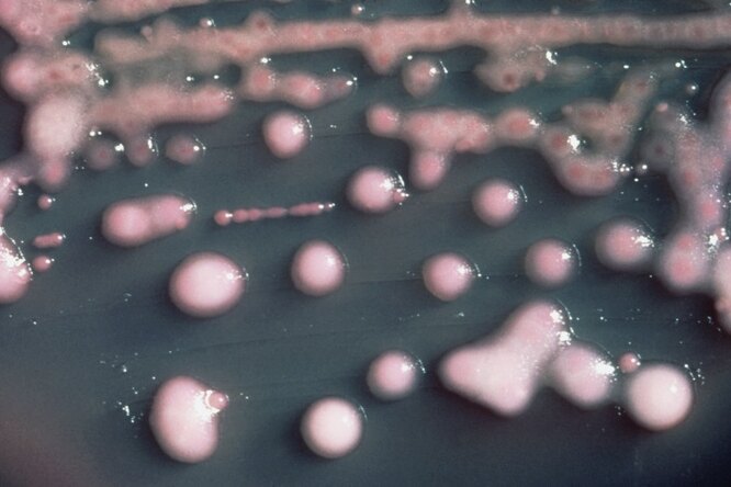 Наноантибиотики против супербактерий. Главные новости науки сегодня