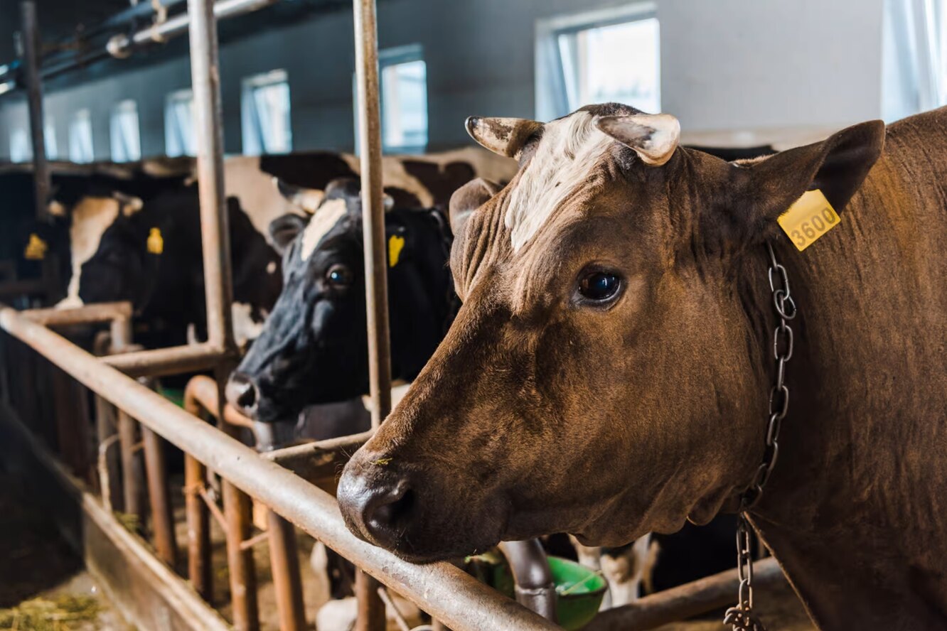 Следы микропластика обнаружены в мясе и молоке даже фермерских животных