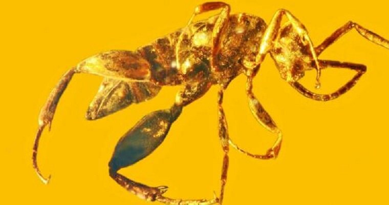 Доисторическое чудовище: древний предок современных ос. Порадуйтесь, что вам не суждено с ним встретиться!