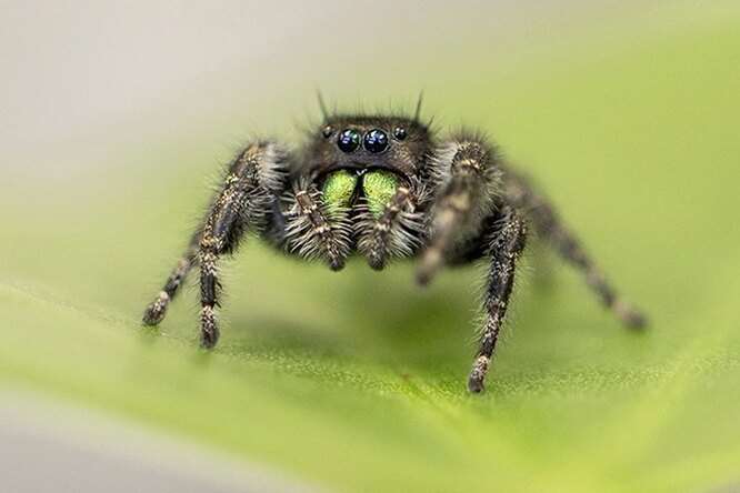 Откуда у пауков невероятно острое зрение