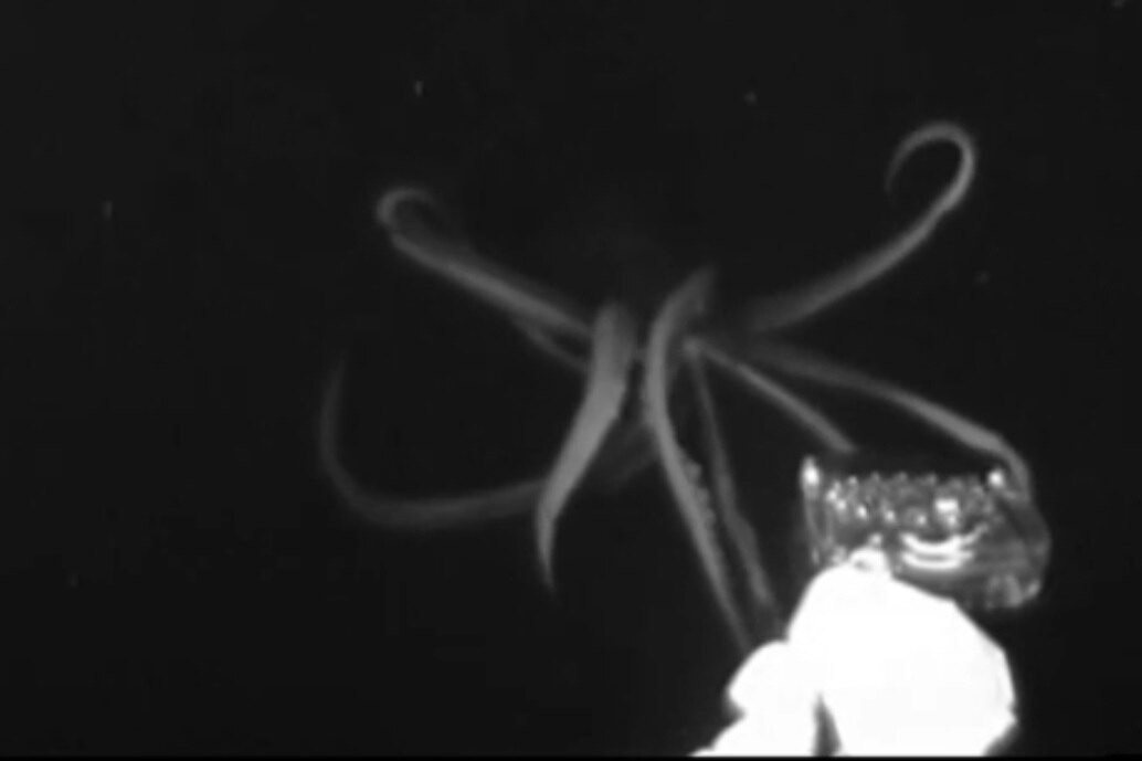 Как монстр настигает жертву: уникальные кадры охоты гигантского кальмара