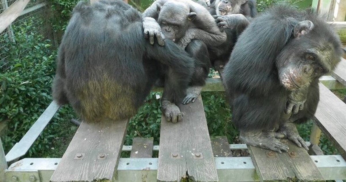 Опыты над животными обезьяны. Исследования шимпанзе. Опыты над животными обезьяны. Исследования шимпанзе. Шимпанзе.