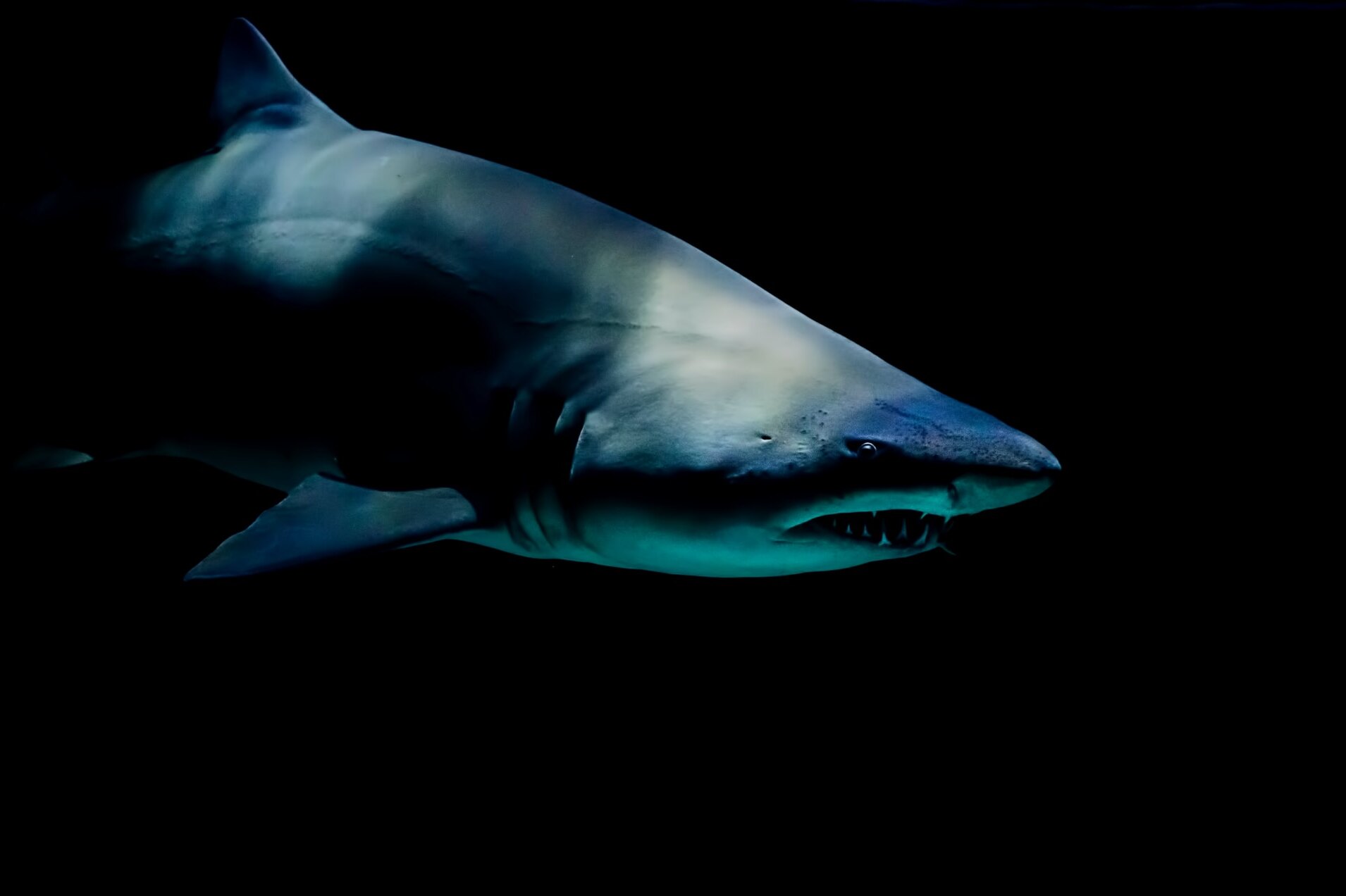 Самая быстрая в мире акула впервые за 10 лет подплыла к береговой линии и впечатлила местных жителей