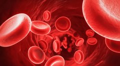 Интересные факты о крови: как лечат гемофилию, почему группы крови конфликтуют друг с другом и кто такие гематофаги?