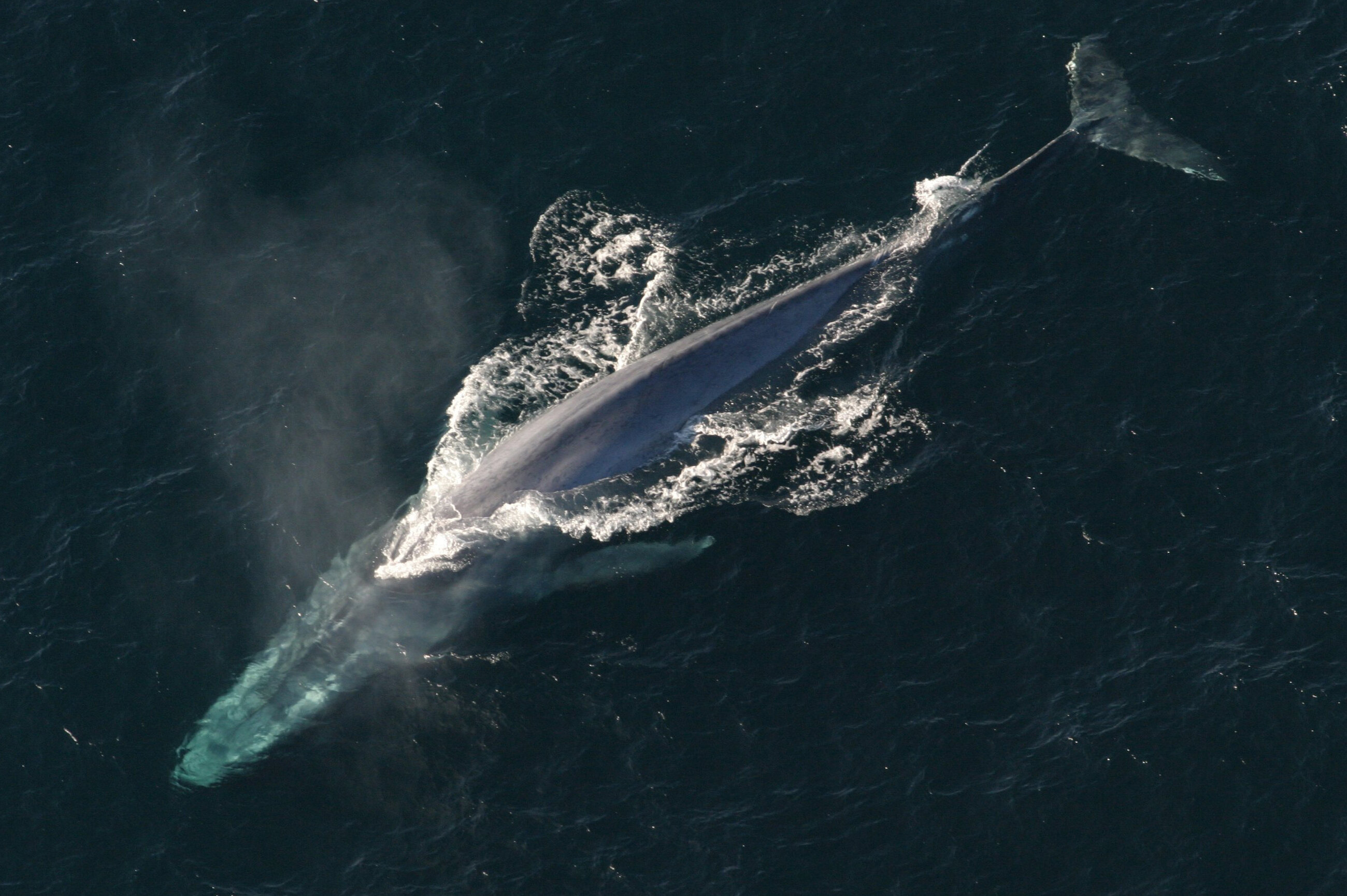 Голубые киты съедают около 10 миллионов частиц микропластика в день